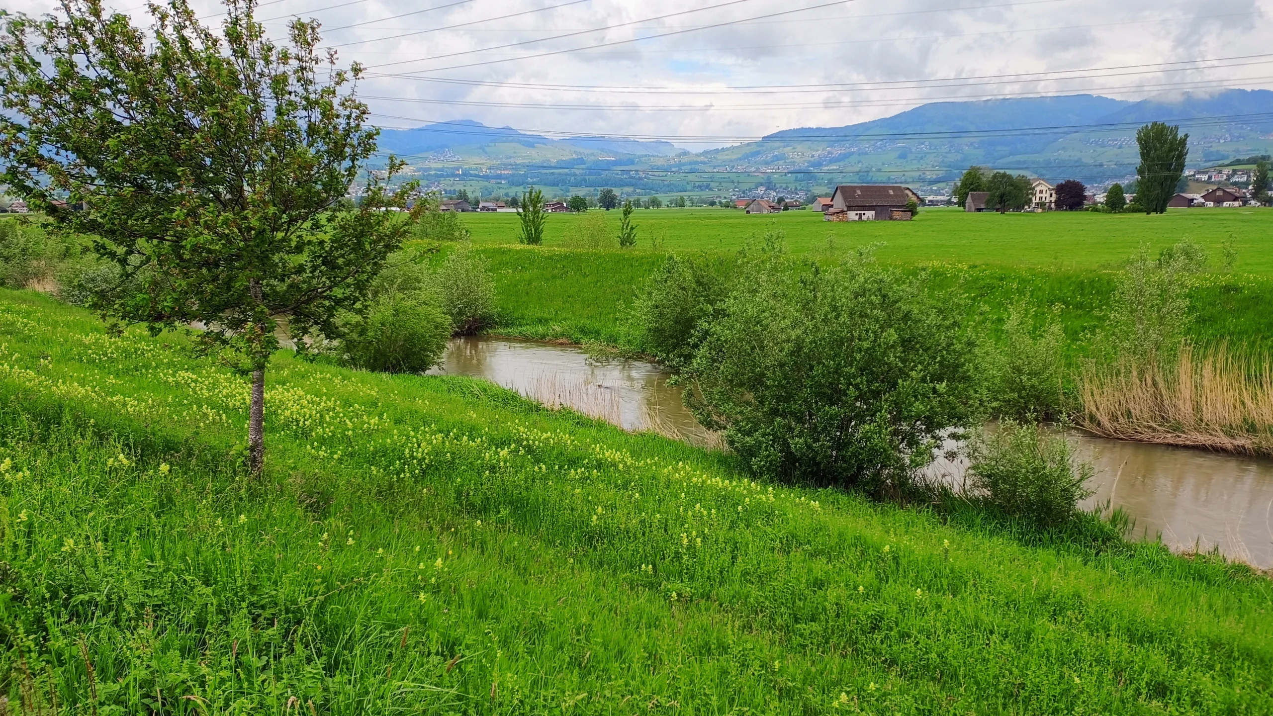 Ein Otter im Nebenfluss der Linth