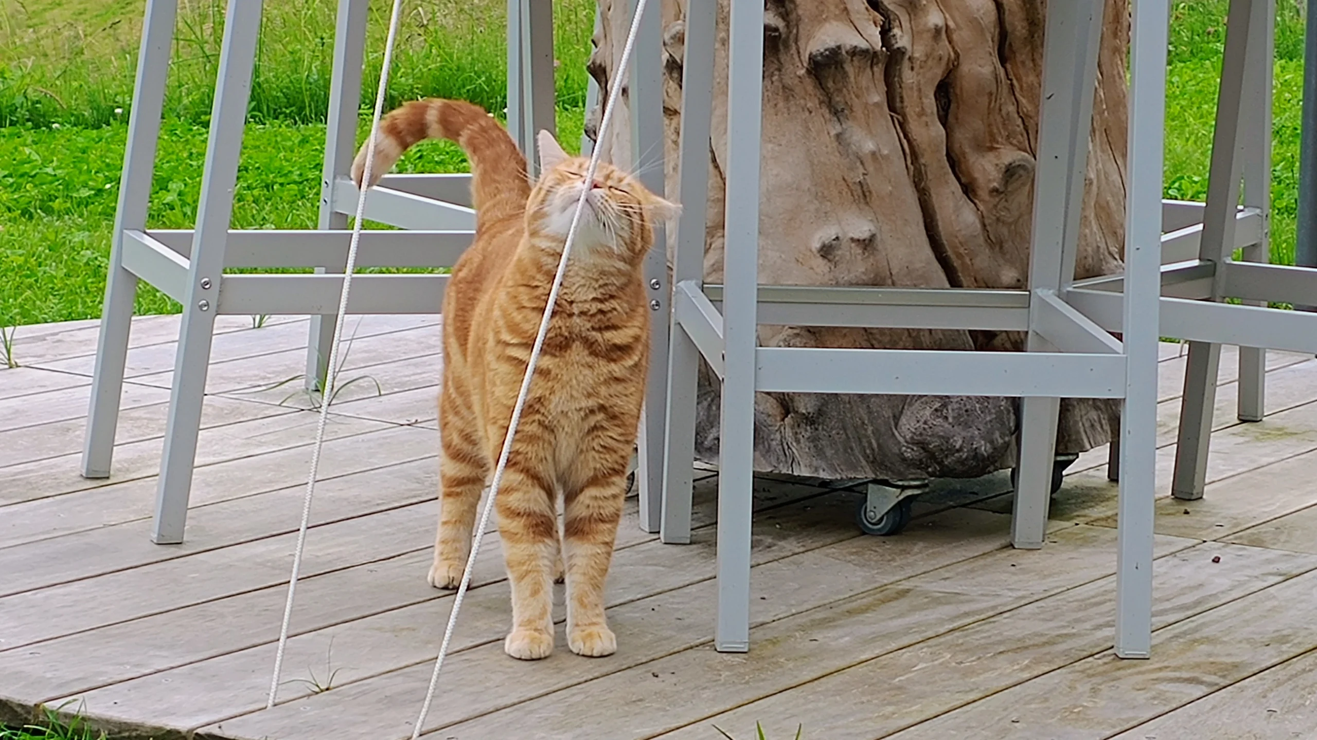 Katze die an einem Seil schnuppert