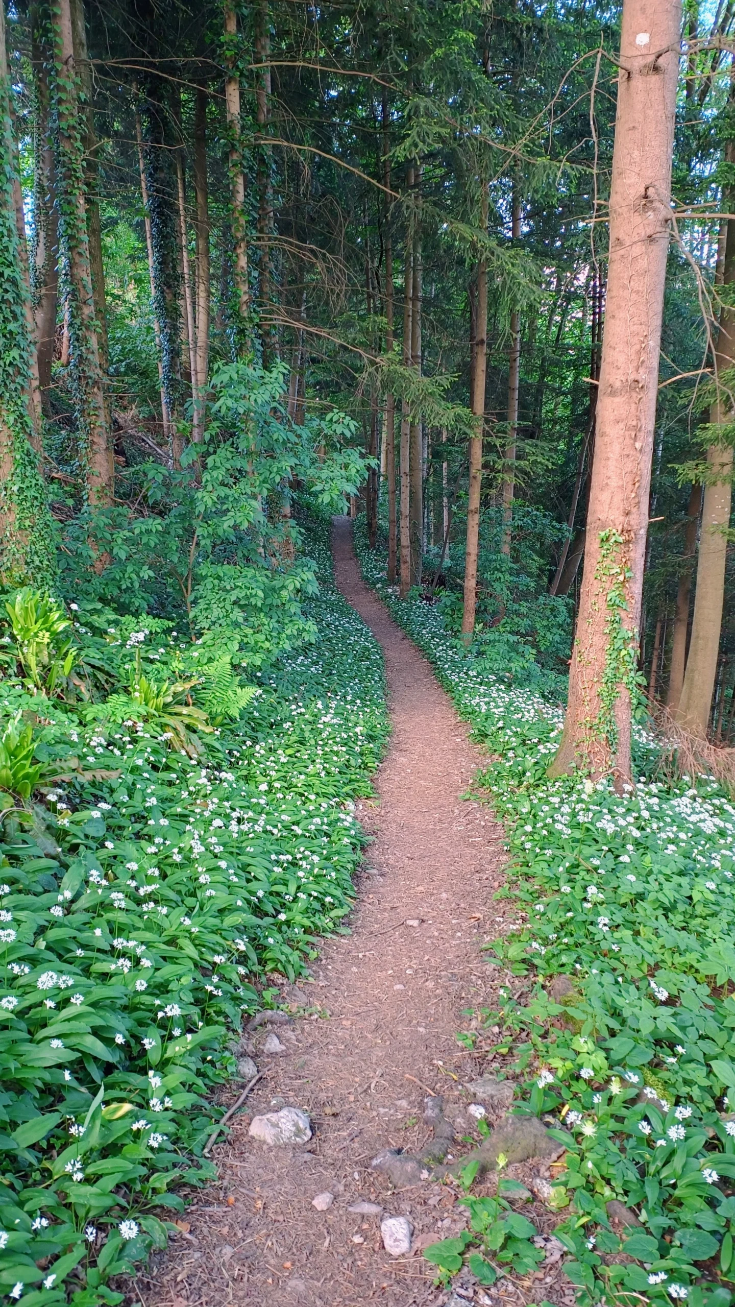 Wanderweg durch den Wald