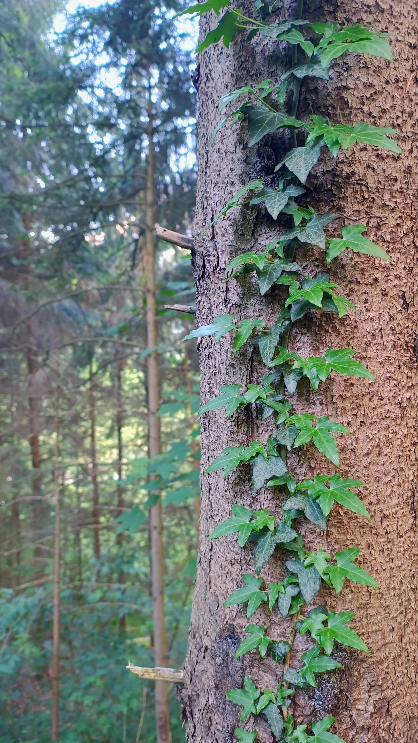 Efeu an einem Baum