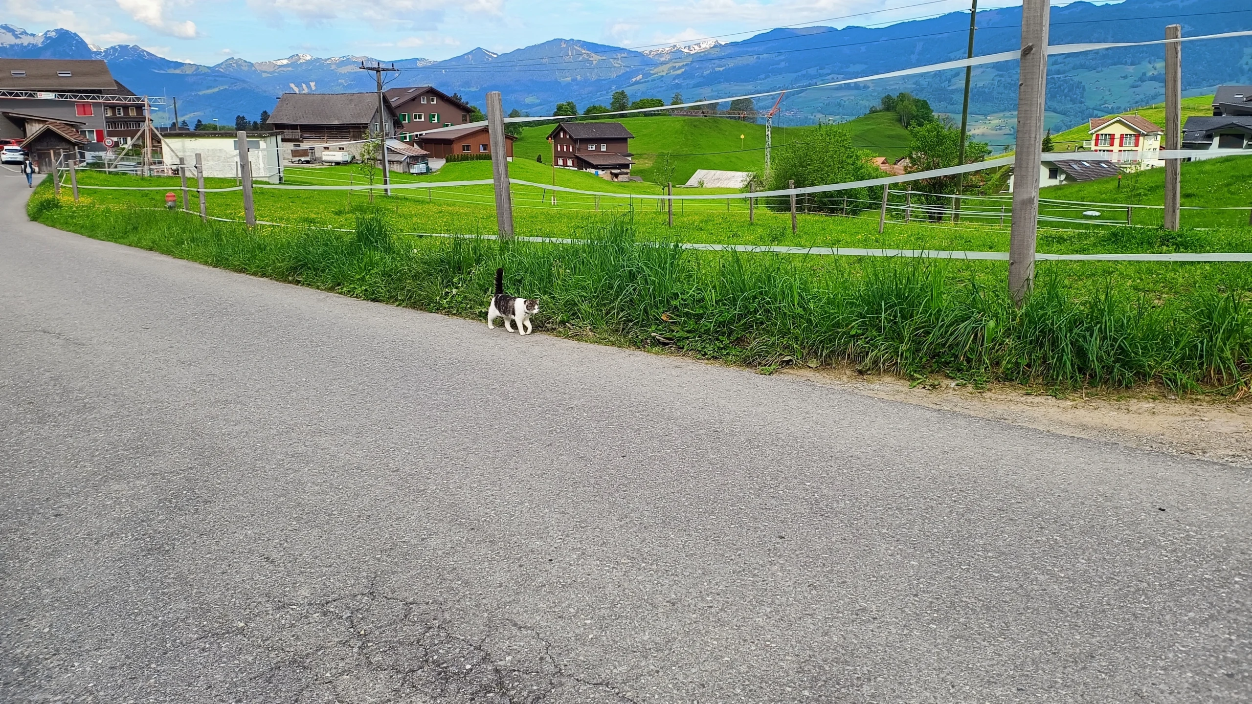 Eine Katze die der Strasse entlangläuft